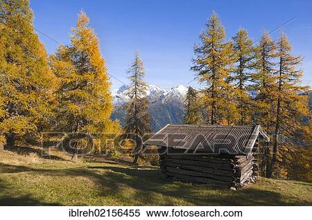 Stock Photography - Barn, larch meadows, Obernbergtal, Tyrol, Austria, Europe. Fotosearch