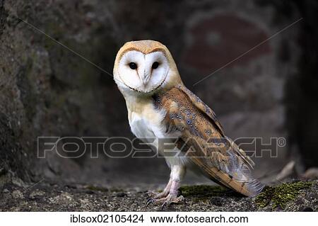 Barn owl (Tyto alba), adult, calling, Germany, Europe View Large Photo Image Picture - Barn owl (Tyto alba), adult, calling, Germany, Europe. Fotosearch