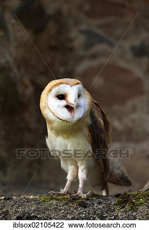 Barn owl (Tyto alba), adult, calling, Germany, Europe View Large Photo Image Stock Image - Barn owl (Tyto alba), adult, calling, Germany, Europe. Fotosearch