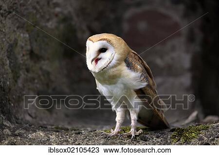 Stock Image - Barn owl (Tyto alba), adult, calling, Germany, Europe. Fotosearch
