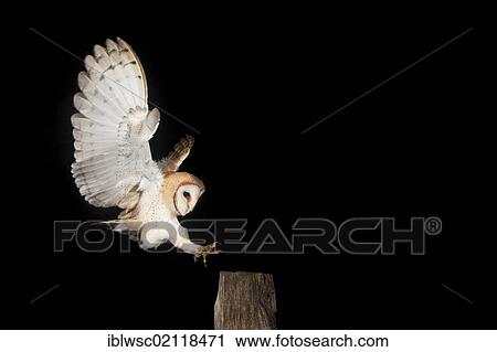 Barn Owl (Tyto alba) during approach of a fence post, Vulkaneifel district, Rhineland-Palatinate, Germany, Europe View Large Photo Image Stock Image - Barn Owl (Tyto alba) during approach of a fence post, Vulkaneifel district, Rhineland-Palatinate, Germany, Europe. Fotosearch