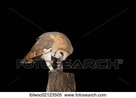 Barn Owl (Tyto alba) eating a mouse on a fence post, Volcanic Eifel, Rhineland-Palatinate, Germany, Europe View Large Photo Image Stock Photography - Barn Owl (Tyto alba) eating a mouse on a fence post, Volcanic Eifel, Rhineland-Palatinate, Germany, Europe. Fotosearch