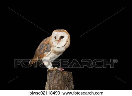 Barn Owl (Tyto alba) feeding on mouse on a fence post, Vulkaneifel district, Rhineland-Palatinate, Germany, Europe View Large Photo Image Stock Image - Barn Owl (Tyto alba) feeding on mouse on a fence post, Vulkaneifel district, Rhineland-Palatinate, Germany, Europe. Fotosearch
