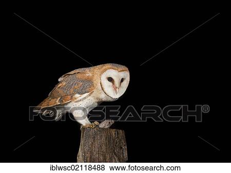 Barn Owl (Tyto alba) feeding on mouse on a fence post, Vulkaneifel district, Rhineland-Palatinate, Germany, Europe View Large Photo Image Stock Photo - Barn Owl (Tyto alba) feeding on mouse on a fence post, Vulkaneifel district, Rhineland-Palatinate, Germany, Europe. Fotosearch