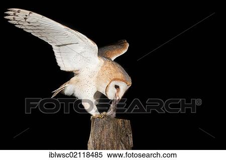 Barn Owl (Tyto alba) feeding on mouse on a fence post, Vulkaneifel district, Rhineland-Palatinate, Germany, Europe View Large Photo Image Stock Photography - Barn Owl (Tyto alba) feeding on mouse on a fence post, Vulkaneifel district, Rhineland-Palatinate, Germany, Europe. Fotosearch