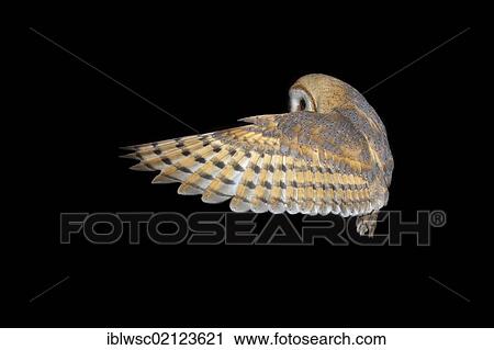 Barn Owl (Tyto alba) in flight, Volcanic Eifel, Rhineland-Palatinate, Germany, Europe View Large Photo Image Stock Image - Barn Owl (Tyto alba) in flight, Volcanic Eifel, Rhineland-Palatinate, Germany, Europe. Fotosearch