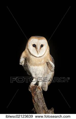 Stock Photo - Barn Owl (Tyto alba) sitting on a branch, Volcanic Eifel, Rhineland-Palatinate, Germany, Europe. Fotosearch