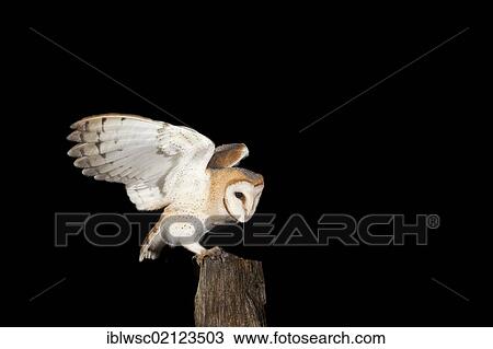 Stock Image - Barn Owl (Tyto alba) with a mouse on a fence post, Volcanic Eifel, Rhineland-Palatinate, Germany, Europe. Fotosearch