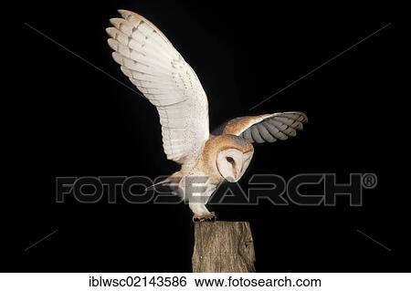 Barn Owl (Tyto alba) with a mouse on a fence post, Volcanic Eifel, Rhineland-Palatinate, Germany, Europe View Large Photo Image Stock Photograph - Barn Owl (Tyto alba) with a mouse on a fence post, Volcanic Eifel, Rhineland-Palatinate, Germany, Europe. Fotosearch