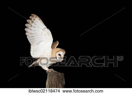 Barn Owl (Tyto alba) with mouse on a fence post, Vulkaneifel district, Rhineland-Palatinate, Germany, Europe View Large Photo Image Picture - Barn Owl (Tyto alba) with mouse on a fence post, Vulkaneifel district, Rhineland-Palatinate, Germany, Europe. Fotosearch