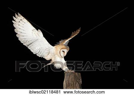 Stock Image - Barn Owl (Tyto alba) with mouse on a fence post, Vulkaneifel district, Rhineland-Palatinate, Germany, Europe. Fotosearch