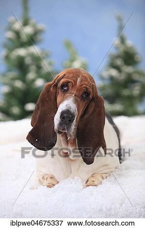 Basset Hound, female, lies in artificial snow, wintery View Large Photo Image Stock Photo - Basset Hound, female, lies in artificial snow, wintery. Fotosearch