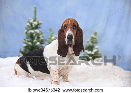 Basset Hound, female, sits in artificial snow, wintery View Large Photo Image Stock Image - Basset Hound, female, sits in artificial snow, wintery. Fotosearch