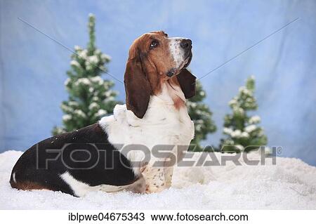 Basset Hound, female, sits in artificial snow, wintery View Large Photo Image Stock Image - Basset Hound, female, sits in artificial snow, wintery. Fotosearch