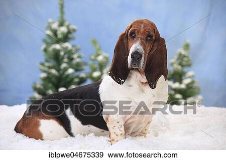Basset Hound, female, sits in artificial snow, wintery View Large Photo Image Stock Photo - Basset Hound, female, sits in artificial snow, wintery. Fotosearch