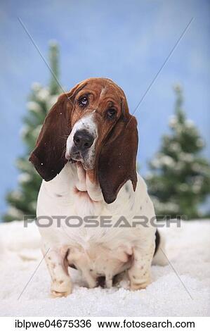Basset Hound, female, sits in artificial snow, wintery View Large Photo Image Stock Photograph - Basset Hound, female, sits in artificial snow, wintery. Fotosearch