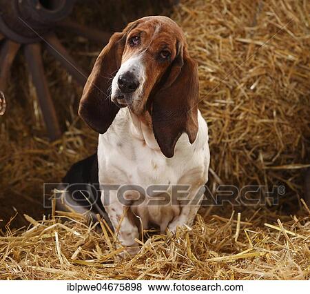 Basset Hound, female, sitting on straw, faithful look View Large Photo Image Stock Photo - Basset Hound, female, sitting on straw, faithful look. Fotosearch