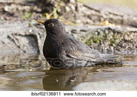 Bathing male Blackbird (Turdus merula), Bad Sooden-Allendorf, Hesse, Germany, Europe View Large Photo Image Stock Image - Bathing male Blackbird (Turdus merula), Bad Sooden-Allendorf, Hesse, Germany, Europe. Fotosearch