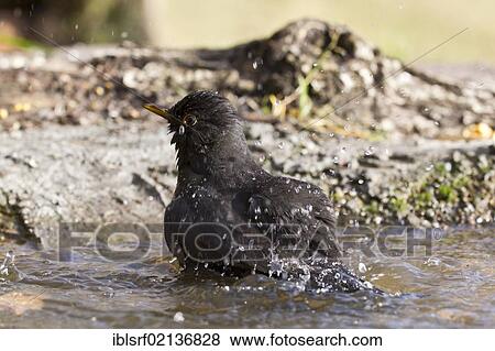 Bathing male Blackbird (Turdus merula), Bad Sooden-Allendorf, Hesse, Germany, Europe View Large Photo Image Stock Photo - Bathing male Blackbird (Turdus merula), Bad Sooden-Allendorf, Hesse, Germany, Europe. Fotosearch
