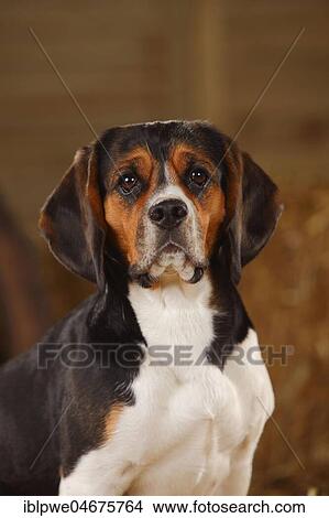 Picture - Beagle, Bitch, animal portrait. Fotosearch