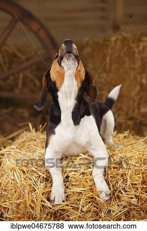 Beagle, bitch, lies in the straw and howls View Large Photo Image Stock Photo - Beagle, bitch, lies in the straw and howls. Fotosearch