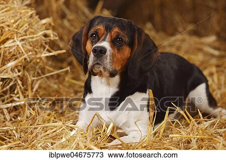 Beagle, bitch, lies in the straw View Large Photo Image Stock Image - Beagle, bitch, lies in the straw. Fotosearch