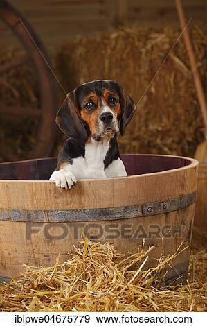 Beagle, bitch sitting in a wooden barrel in a barn with straw View Large Photo Image Stock Photo - Beagle, bitch sitting in a wooden barrel in a barn with straw. Fotosearch