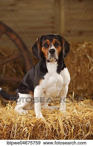 Beagle, bitch, sitting on straw View Large Photo Image Stock Photo - Beagle, bitch, sitting on straw. Fotosearch