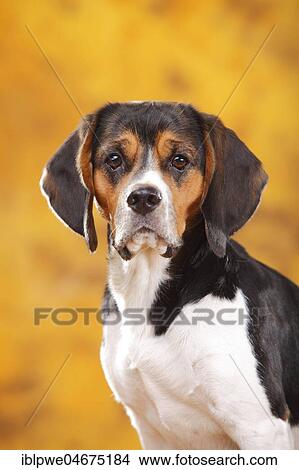 Picture - Beagle, female, animal portrait, autumnal. Fotosearch