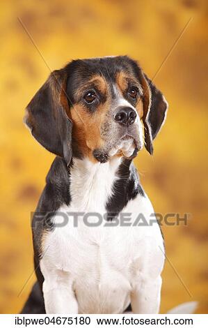 Beagle, female, animal portrait, autumnal View Large Photo Image Stock Image - Beagle, female, animal portrait, autumnal. Fotosearch