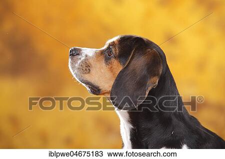 Beagle, female, animal portrait, autumnal, lateral View Large Photo Image Stock Image - Beagle, female, animal portrait, autumnal, lateral. Fotosearch