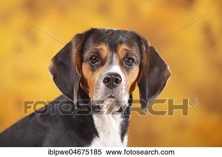 Beagle, female, animal portrait, autumnal View Large Photo Image Stock Photography - Beagle, female, animal portrait, autumnal. Fotosearch