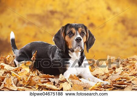 Stock Photo - Beagle, female, lies in autumn leaves. Fotosearch