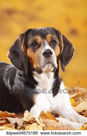Beagle, female, lies in autumn leaves View Large Photo Image Stock Photo - Beagle, female, lies in autumn leaves. Fotosearch