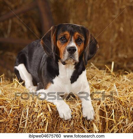 Beagle, female, lying in the straw View Large Photo Image Stock Image - Beagle, female, lying in the straw. Fotosearch