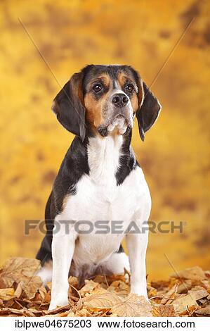 Stock Image - Beagle, female, sits in autumn leaves. Fotosearch