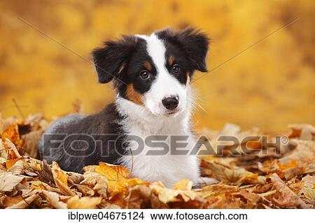 Beagle, female, standing in autumn leaves View Large Photo Image Picture - Beagle, female, standing in autumn leaves. Fotosearch