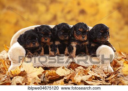 Stock Image - Beagle, female, standing in autumn leaves. Fotosearch