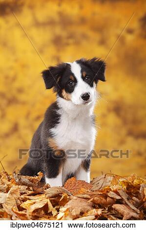 Beagle, female, standing in autumn leaves View Large Photo Image Stock Image - Beagle, female, standing in autumn leaves. Fotosearch