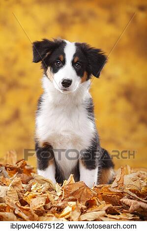 Stock Image - Beagle, female, standing in autumn leaves. Fotosearch