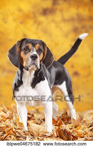 Beagle, female, standing in autumn leaves View Large Photo Image Stock Image - Beagle, female, standing in autumn leaves. Fotosearch