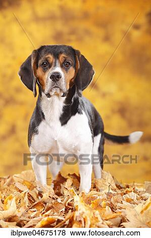 Stock Photo - Beagle, female, standing in autumn leaves. Fotosearch