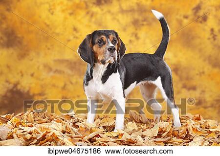 Beagle, female, standing in autumn leaves View Large Photo Image Stock Photograph - Beagle, female, standing in autumn leaves. Fotosearch