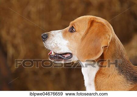 Stock Photo - Beagle, male, animal portrait, side view. Fotosearch