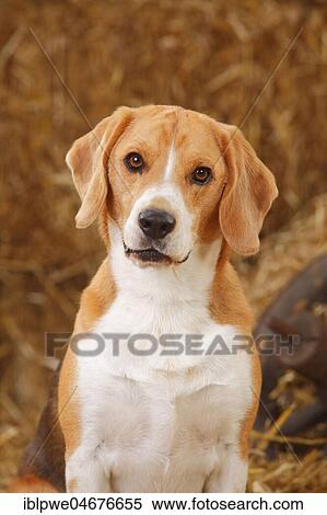 Beagle, male, animal portrait View Large Photo Image Stock Photography - Beagle, male, animal portrait. Fotosearch