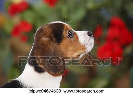 Beagle, puppy, 9 weeks, animal portrait on the side, flowers in the background View Large Photo Image Stock Image - Beagle, puppy, 9 weeks, animal portrait on the side, flowers in the background. Fotosearch