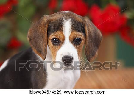 Beagle, puppy, 9 weeks, animal portrait, flowers in the background View Large Photo Image Stock Photo - Beagle, puppy, 9 weeks, animal portrait, flowers in the background. Fotosearch