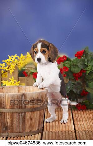 Beagle, puppy, 9 weeks on wooden tub, flowers in the background View Large Photo Image Stock Photograph - Beagle, puppy, 9 weeks on wooden tub, flowers in the background. Fotosearch