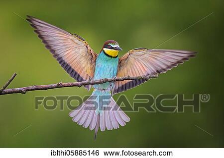 Bee-eater ( Merops apiaster) approaching, wing spreading, Middle Elbe Biosphere Reserve, Saxony-Anhalt, Germany, Europe View Large Photo Image Stock Photograph - Bee-eater ( Merops apiaster) approaching, wing spreading, Middle Elbe Biosphere Reserve, Saxony-Anhalt, Germany, Europe. Fotosearch
