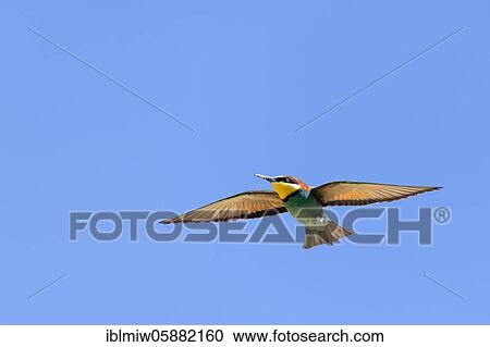 Bee-eaters ( Merops apiaster) Siegendorf, Burgenland, Austria, Europe View Large Photo Image Stock Image - Bee-eaters ( Merops apiaster) Siegendorf, Burgenland, Austria, Europe. Fotosearch